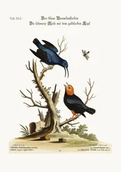 Der blaue Kletterer. Die goldköpfige schwarze Meise, 1749-73